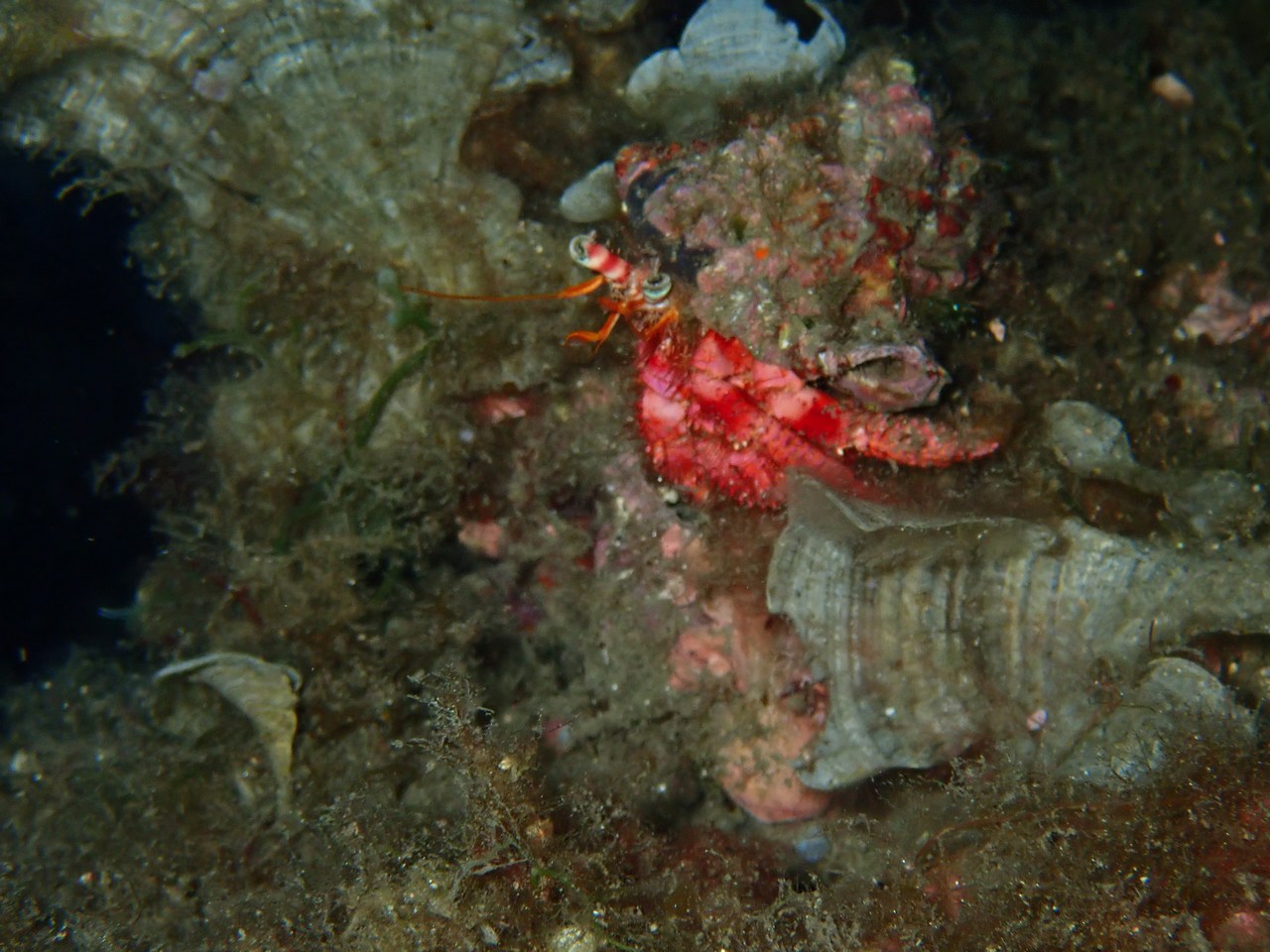Dardanus calidus